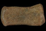 Hadrosaur (Duck-Billed Dinosaur) Finger Bone #82304-1